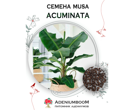 Musa Acuminata (Банан Заостренный)