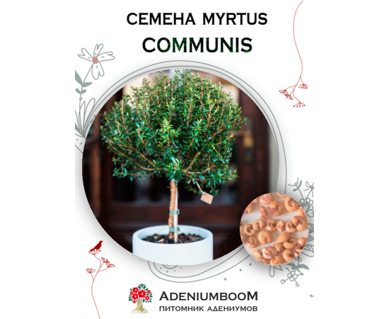 Myrtus Communis (Мирт Обыкновенный)