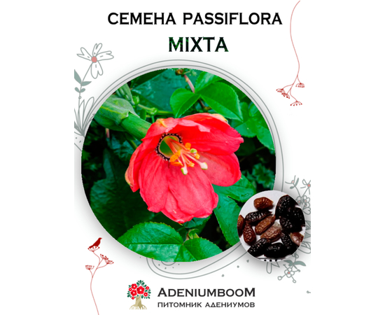 Passiflora Mixta (Пассифлора Смешанная)