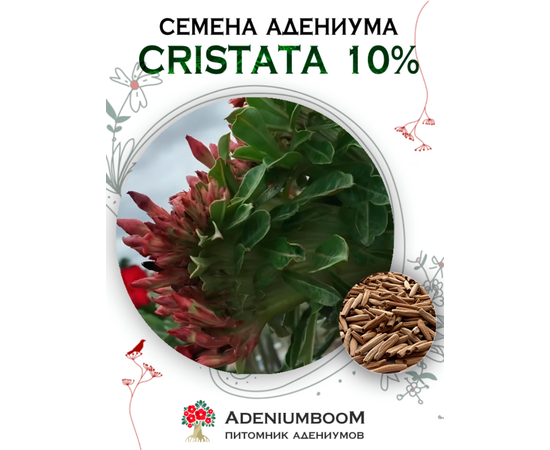 Адениум Cristata 10% (Адениум Кристатный 10%)