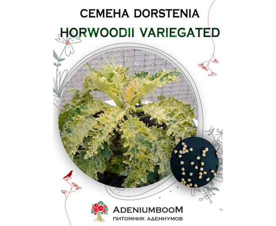 Dorstenia Horwoodii Variegated (Дорстения Хорвуда Вариегатная)