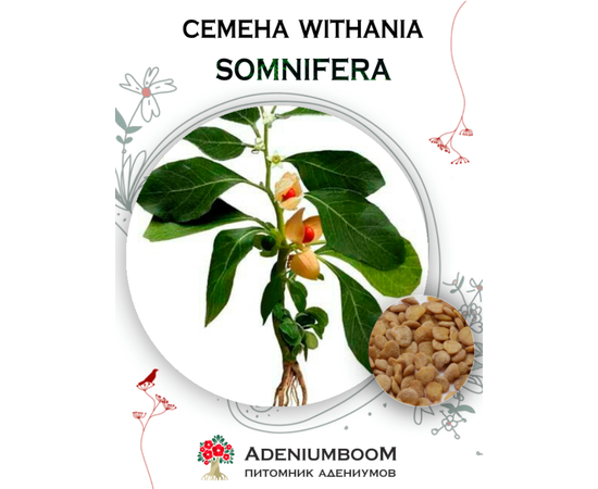 Withania Somnifera (Витания Снотворная)