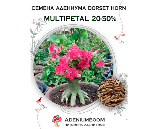 Адениум Dorset Horn 80-90% Multipetal 20-50%